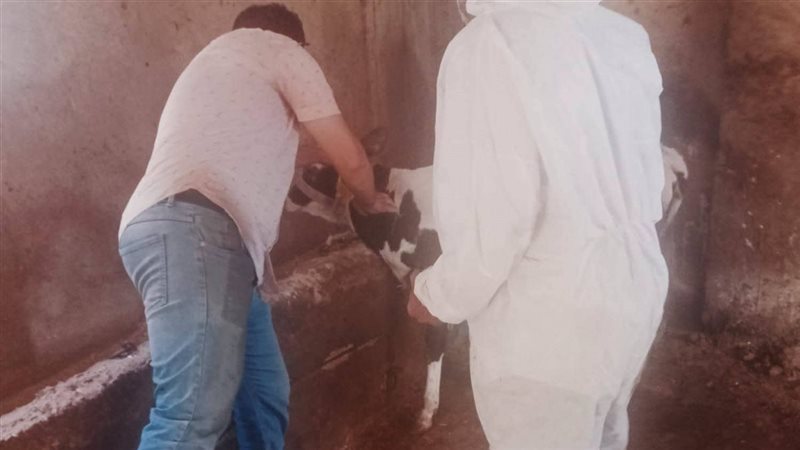 تحصين 43 ألفًا و523 رأس ماشية في أول أيام الحملة القومية الثانية بالبحيرة