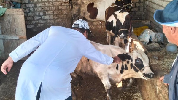 الحبس وغلق العيادة .. عقوبات قانونية لمخالفة ضوابط مزاولة الطب البيطري