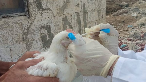 نشاط مكثف لمديريات بورسعيد: جولات وقائية للرعاية الصحية وضبط مركز تجميل وإزالة تعديات