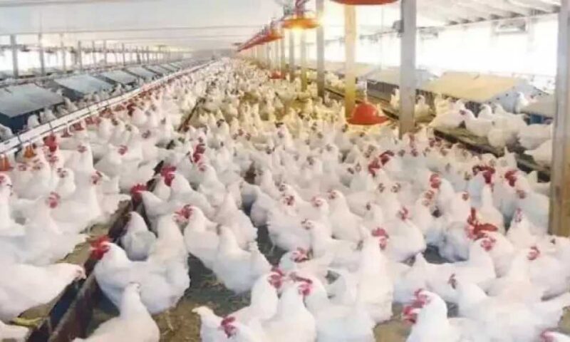 أسعار الدواجن اليوم الخميس.. تراجع البانية واستقرار البيض مع تحركات جديدة لدعم القطاع