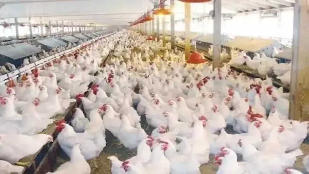 أسعار الدواجن اليوم الخميس.. تراجع البانية واستقرار البيض مع تحركات جديدة لدعم القطاع