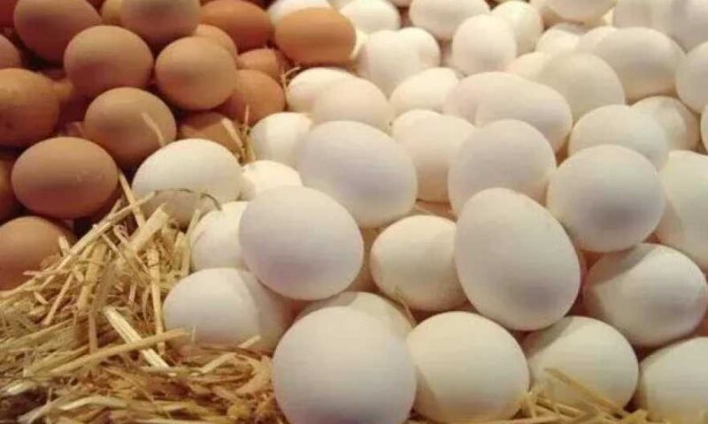 أسعار كرتونة البيض اليوم الأحد 16 أغسطس 2026.. الأبيض بـ120 جنيهًا