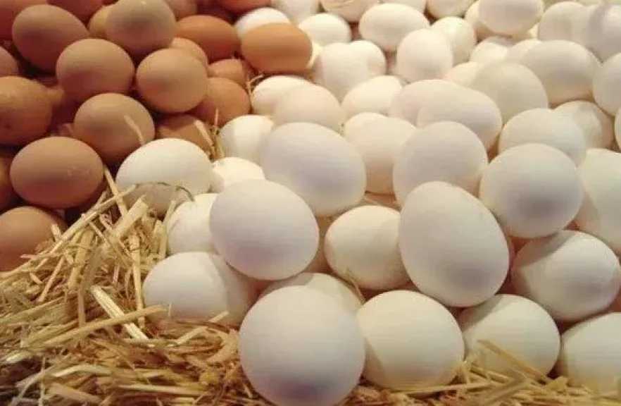 أسعار كرتونة البيض اليوم الأحد 16 أغسطس 2026.. الأبيض بـ120 جنيهًا