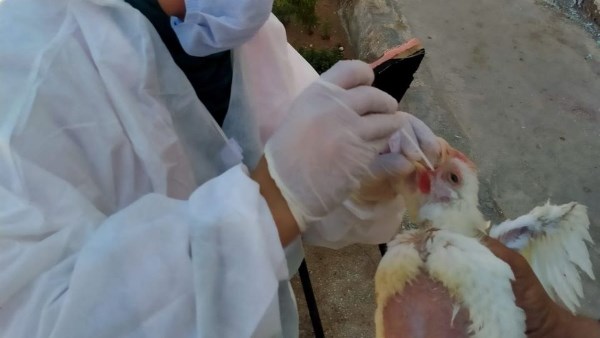 بيطري الشرقية يُحصن 92 ألف طائر ضد أنفلونزا الطيور والأمراض الوبائية