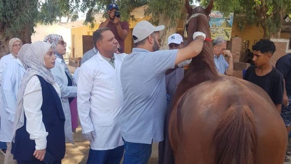استعدادًا لمونديال الفروسية.. مصر تبدأ ترقيم خيول الأهرامات بالشرائح الإلكترونية