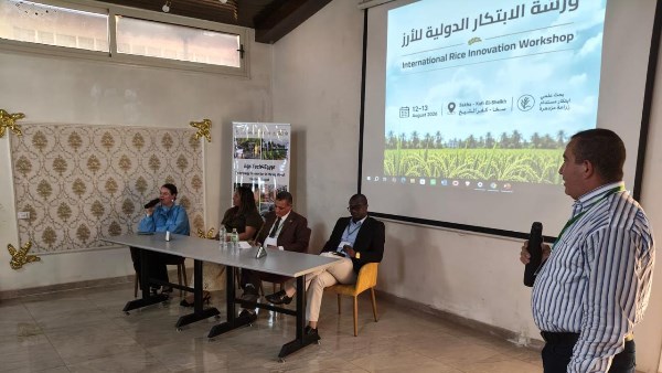 «الزراعة»: مصر تحقق إنتاجية تصل إلى 10 أطنان للهكتار من الأرز