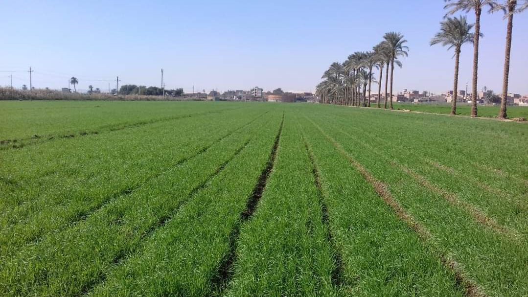 كيف ساهمت المشروعات العملاقة واستصلاح الأراضي في تعزيز الأمن الغذائي؟