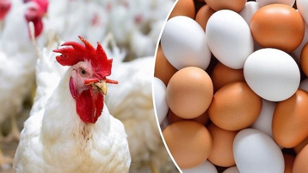 تبدأ من 66 جنيها للكيلو.. أسعار الدواجن والبيض اليوم الاثنين