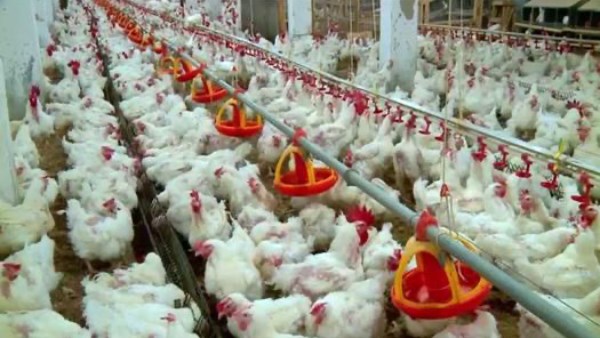 البانيه يبدأ من180 جنيه.. أسعار الفراخ والبيض اليوم الأثنين بالأسواق