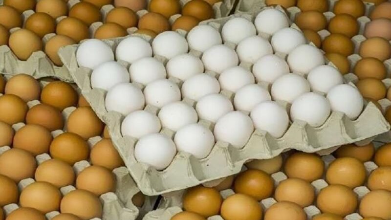 انخفاض الأحمر والأبيض، سعر كرتونة البيض اليوم الإثنين في بورصة الدواجن