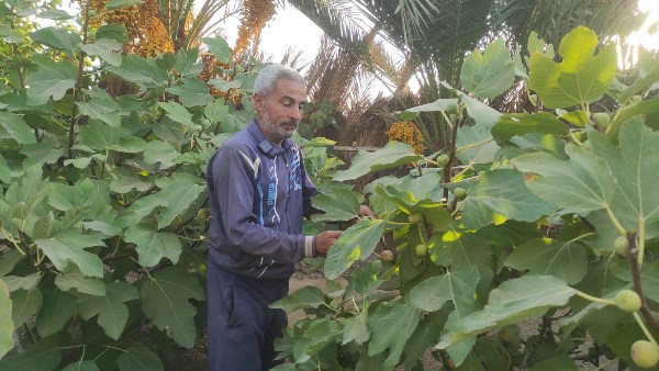 تين الجبيل.. حكاية ثمرة سيناوية تنضج على مهل وتخطف القلوب بحلاوة المذاق
