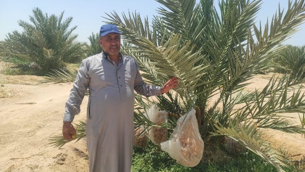 «ملكة التمور» تستعد للتتويج.. بشائر موسم المجدول تزين مزارع طور سيناء