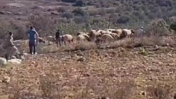 اعتداءات استيطانية تستهدف الأراضي الزراعية والمركبات بالضفة الغربية