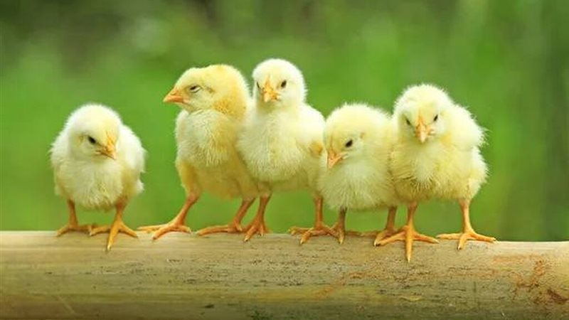 5 جنيهات ارتفاعًا للأبيض، أسعار الكتاكيت والبط اليوم الجمعة في بورصة الدواجن