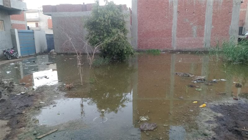 حياة وسط البرك والمستنقعات، مياه بحر فاقوس تغرق الأراضي ومنازل المواطنين في كفر شاويش بالشرقية