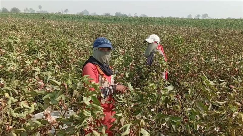 الذهب الأبيض نور الغيطان، بدء موسم جني القطن في بني سويف (صور)