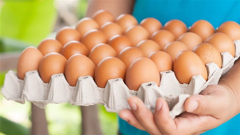 سعر كرتونة البيض اليوم الإثنين في بورصة الدواجن