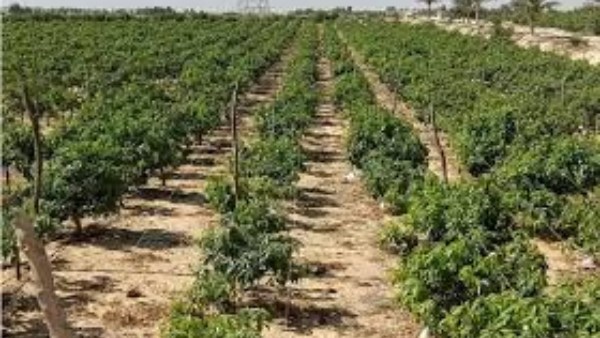 قبل زراعة العروة الجديدة.. «تغير المناخ» يكشف روشتة النجاة من الإجهاد الحراري