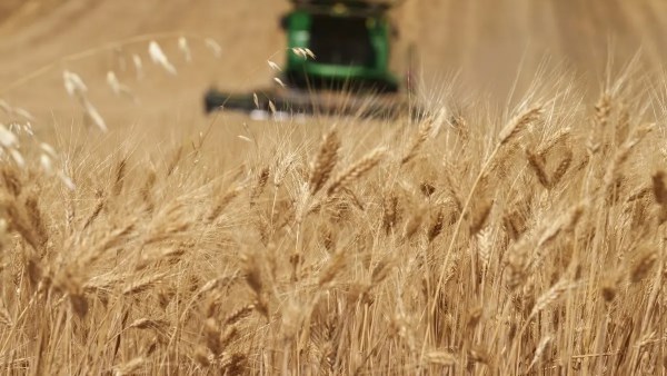 البحوث الزراعية تكشف مفتاح الاكتفاء الذاتي من القمح: زيادة الإنتاج وحدها لا تكفي