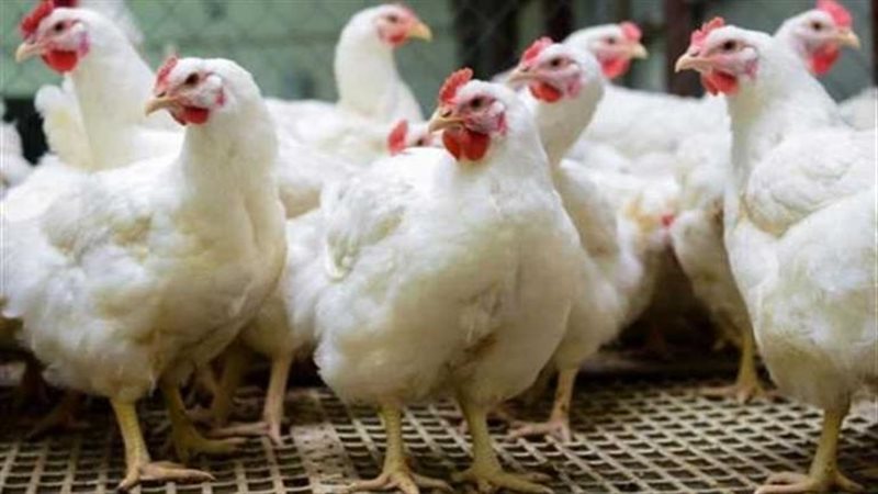 شعبة الدواجن: نبيع بأقل من التكلفة الفعلية وصغار المربين يواجهون شبح الإفلاس