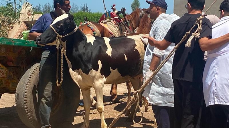 الزراعة تكثف الرعاية التناسلية للماشية وتنفذ التلقيح الاصطناعي لـ41 ألف رأس خلال يوليو