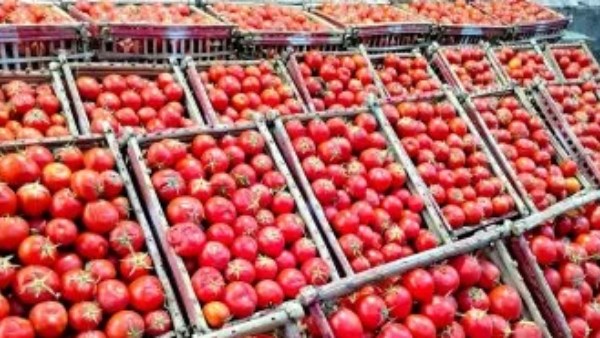 الطماطم وطول العمر.. كيف يساعد الليكوبين في دعم صحة الجسم؟
