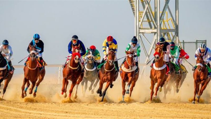 الإفتاء: تنظيم مسابقات الخيل والهجن جائز بهذه الشروط