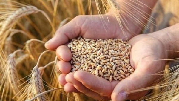 إنتاج القمح يتجاوز 10 ملايين طن.. خبير: مصر تخطو خطوات جديدة نحو تقليص فاتورة الاستيراد
