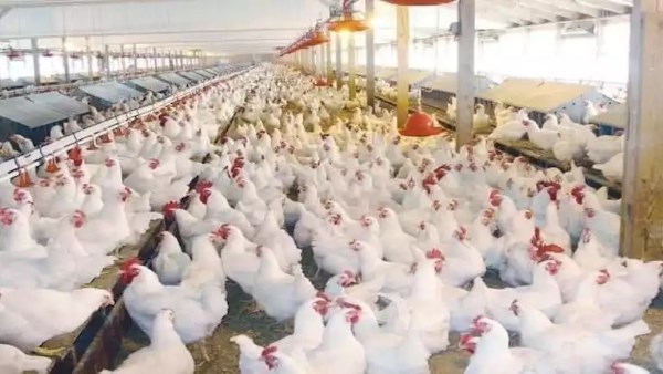 بكام الفراخ انهاردة.. أسعار الدواجن والبانيه اليوم الثلاثاء بالأسواق
