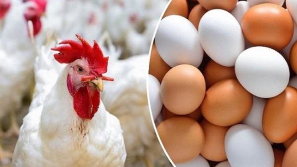 السالمونيلا والبيض والدواجن.. هل هناك خطر على المصريين؟.. الصحة وشعبة البيض توضح