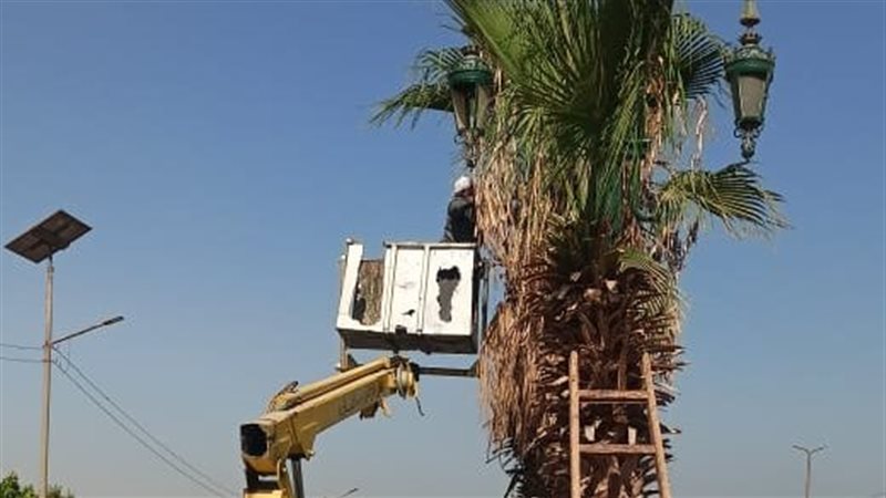 تكثيف أعمال تقليم وتهذيب أشجار النخيل بالطرق السريعة بأسيوط