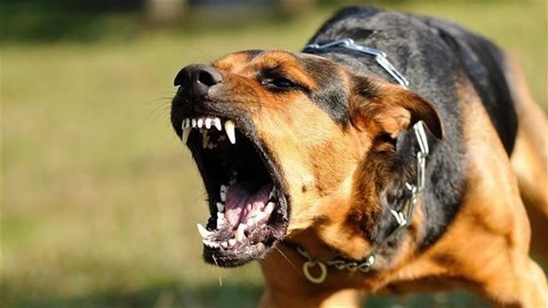 عقر جماعي لـ 8 أشخاص بينهم 3 أطفال من كلب ضال في المنوفية