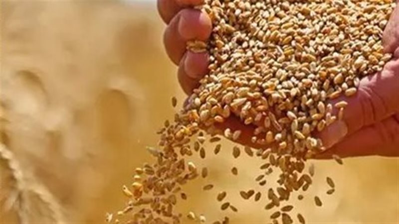 مصر الأولى عربيًا في إنتاج القمح خلال 2026 (إنفوجراف)
