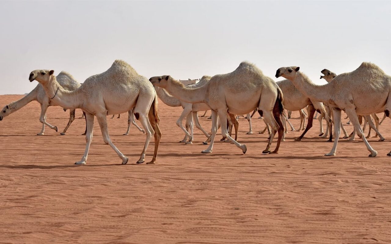 حكم عمل مسابقات للخيل والحمير والإبل .. دار الإفتاء تجيب