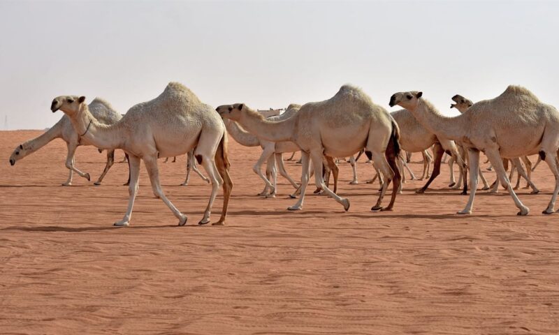 حكم عمل مسابقات للخيل والحمير والإبل .. دار الإفتاء تجيب