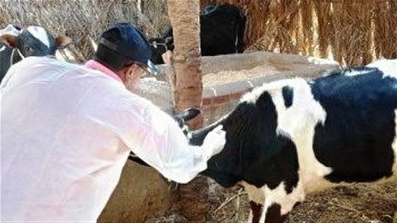 تستهدف 195 ألف رأس ماشية، انطلاق الحملة القومية لتحصين الماشية بالفيوم السبت المقبل