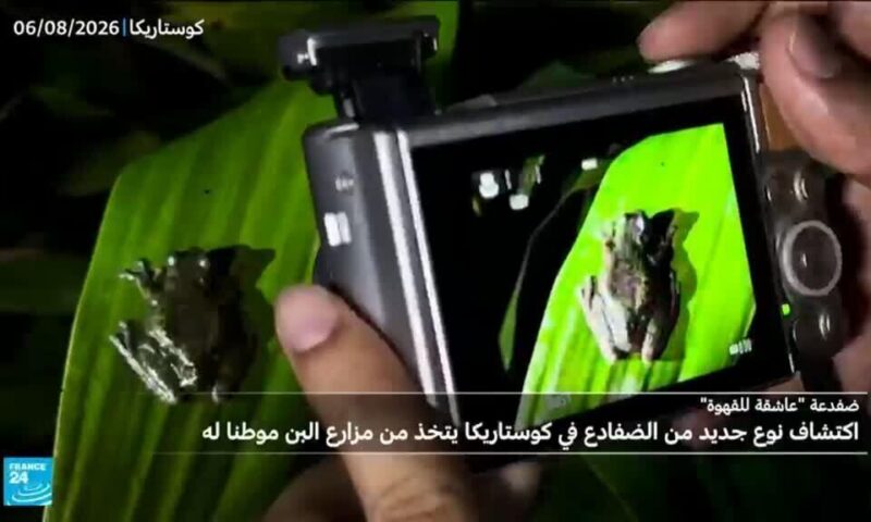 اكتشاف نوع جديد من الضفادع في كوستاريكا يتخذ من مزارع البن موطنا له