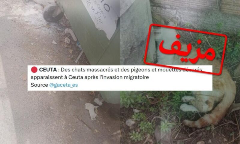 “في سبتة.. يأكلون القطط”… صور مزيفة وإشاعة رائجة