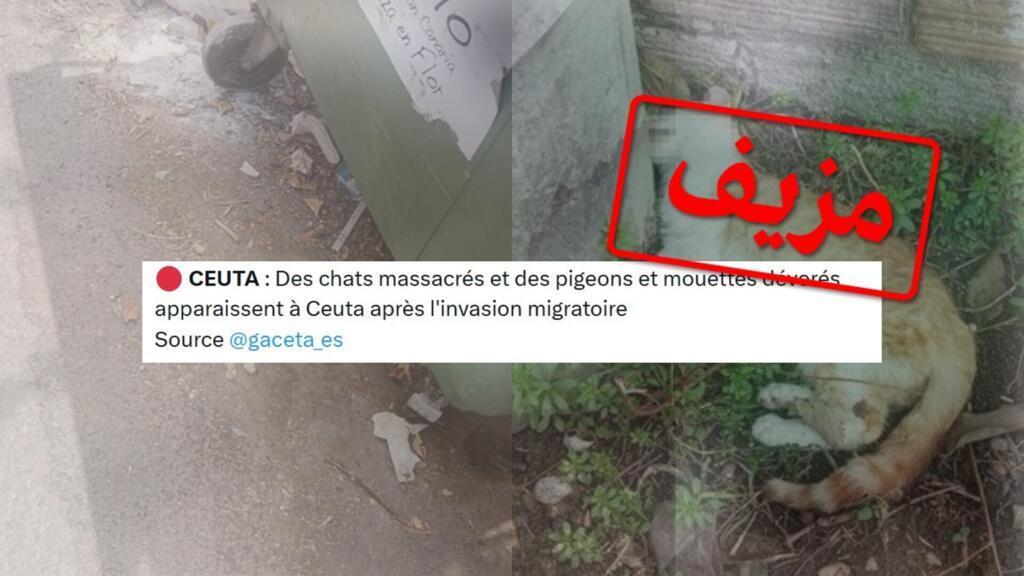 “في سبتة.. يأكلون القطط”… صور مزيفة وإشاعة رائجة