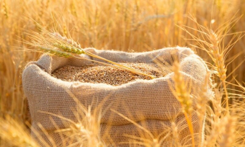 هجمات البحر الأسود تخفض واردات القمح المصرية وتكلفة الشحن تقفز إلى 25 دولاراً للطن