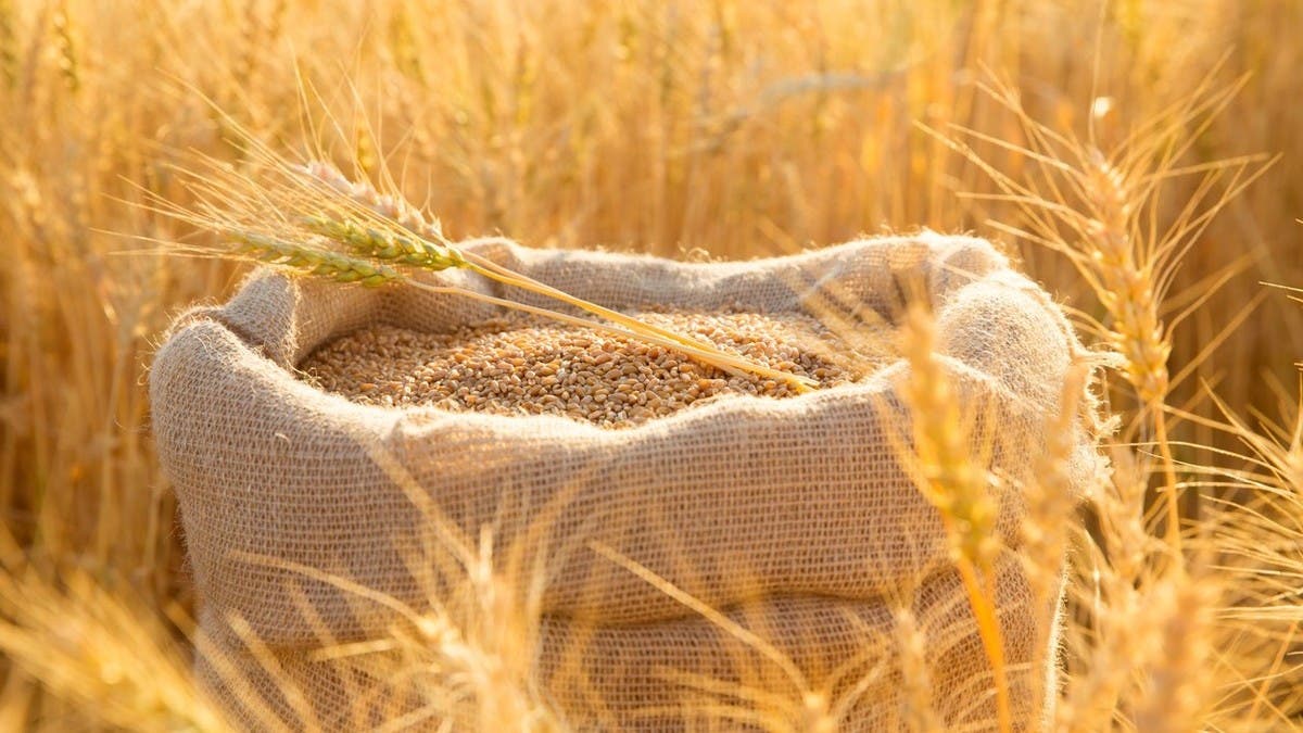 هجمات البحر الأسود تخفض واردات القمح المصرية وتكلفة الشحن تقفز إلى 25 دولاراً للطن