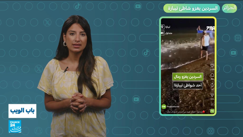 الجزائر.. السردين يغزو شاطئ تيبازة