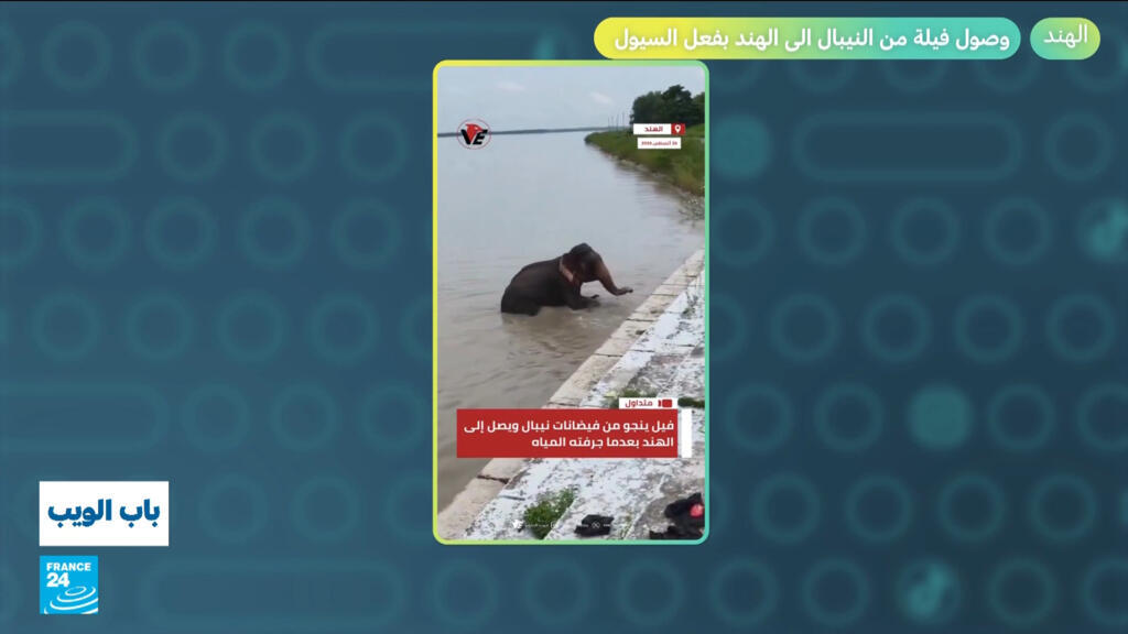بسبب السيول في نيبال.. وصول فيلة إلى الهند!