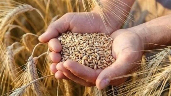 الحبة العريضة والرفيعة.. سعر الأرز الشعير اليوم الثلاثاء 25 أغسطس 2026