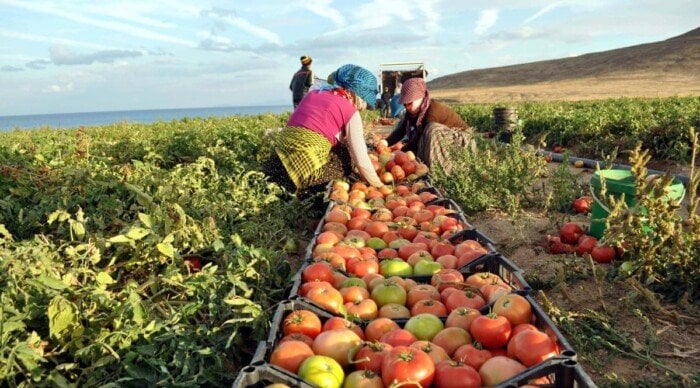 صادرات مصر الزراعية تتخطى حاجز 6.2 مليون طن منذ بداية العام