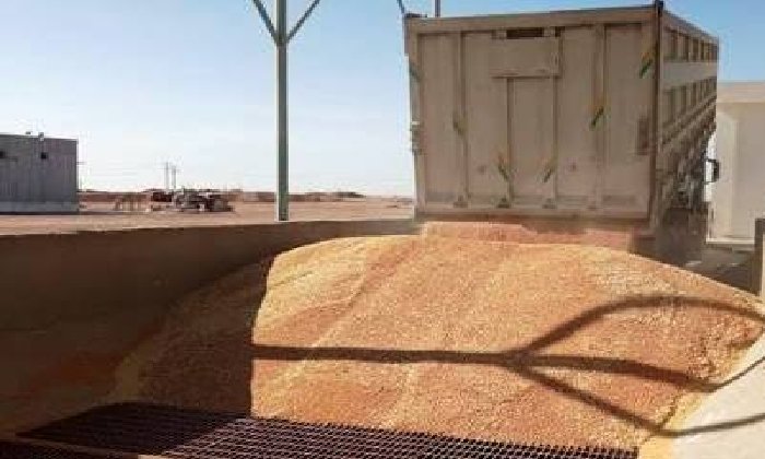 أسوان تحقق إنجازًا قياسيًا.. توريد أكثر من نصف مليون طن قمح خلال موسم 2026