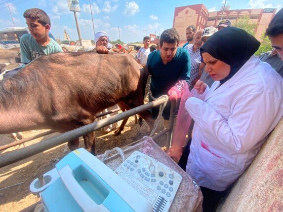 جامعة بنها تنظم قافلة بيطرية مجانية بقرية عرب العليقات بالخانكة