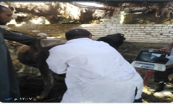 بيطري الأقصر تواصل تطوير الثروة الحيوانية بالتلقيح الاصطناعي وتحسين السلالات