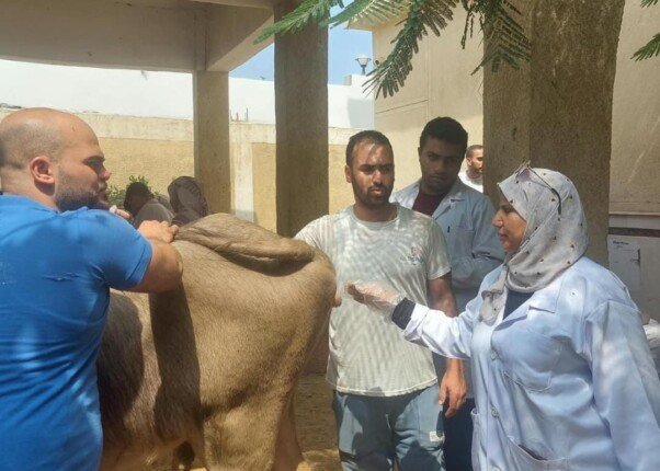 قافلة بيطرية مجانية تكشف وتعالج أكثر من ألف حالة بكفر الصهبي بالقليوبية