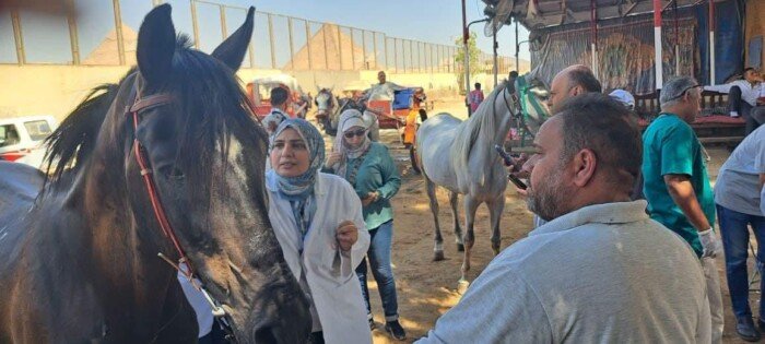 استعدادا لمونديال الفروسية.. «الخدمات البيطرية» تبدأ ترقيم خيول الأهرامات بالشرائح الإلكترونية